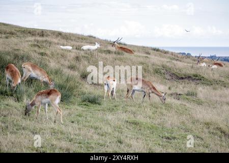 Troupeau de Red Lechwe Antelope pâturant ou couchant dans l'herbe Banque D'Images