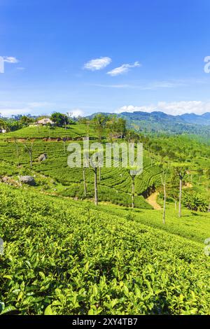 Maison au sommet d'une colline surplombe des vues panoramiques incroyables de plantation de thé bien entretenue et rangées de plantes soignées ci-dessous dans la ville montagneuse de Haputale, Sri Lanka. Banque D'Images