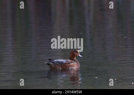 Un canard d'alopédonte eurasien mâle (Mareca penelope) dans un lac dans un parc à Kanagawa, au Japon. Banque D'Images