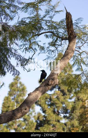 corbeau noir perché sur une branche d'arbre Banque D'Images