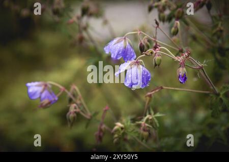 Géranium des prairies. Géranium fleuri avec fleurs lilas parmi l'herbe. Plante médicinale. Prise de vue en soirée Banque D'Images