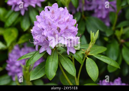 Rhododendron (Rhododendro), variété Catawbiense Grandiflorum, pourpre, inflorescence corymbose, Allemagne, Europe Banque D'Images