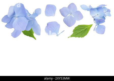 Fleur d'hortensia bleue isolée sur fond blanc. Vue de dessus avec espace de copie pour votre texte. Pose à plat. Banque D'Images