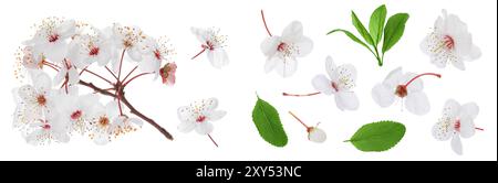 fleurs de cerisier isolées sur fond blanc. Vue de dessus. Pose à plat. Banque D'Images