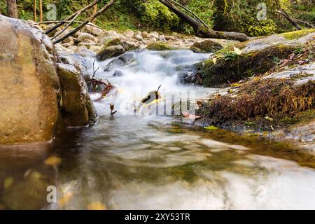 Petite cascade sur la rivière Argoza, entourée de rochers couverts de mousse. Parc naturel de Saja Besaya. Bárcena Mayor, Cantabrie, Espagne. Banque D'Images