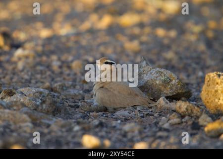 Oiseau de course (Cursorius cursor), semi-désert, Fuerteventura, Espagne, Europe Banque D'Images