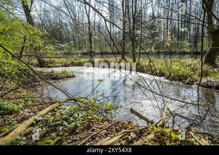 Forêt dans un paysage de plaine inondable au printemps Banque D'Images