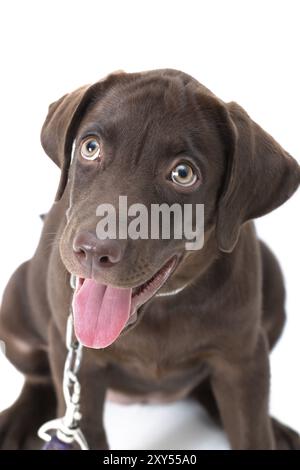 Chiot labrador chocolat sur un fond brun Banque D'Images