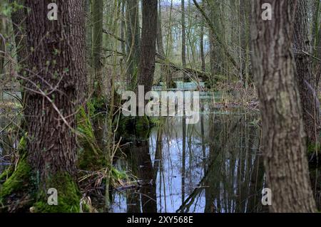 Au printemps de la forêt Banque D'Images