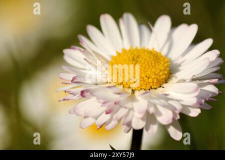 Marguerites Banque D'Images