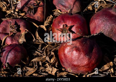 Les fruits de grenade rouges, mûrs et mûrs reposent sur le sol pendant la saison des récoltes dans un verger. Banque D'Images