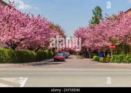 Arbres de sakura fleuris sur la rue Spindlerova à Usti nad Orlici, République tchèque Banque D'Images