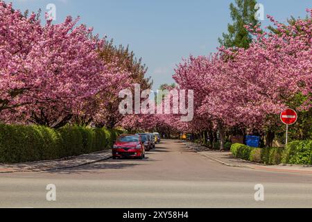 Arbres de sakura fleuris sur la rue Spindlerova à Usti nad Orlici, République tchèque Banque D'Images