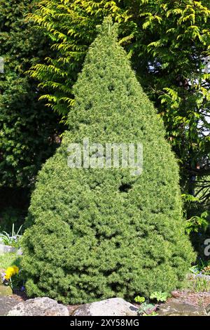 Épicéa (Picea) glauca var. Albertiana 'Conica', épinette à sucre en cône Banque D'Images