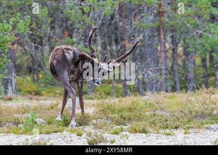 Le renne (Rangifer tarandus) frotte avec la patte arrière au velours des bois, Dalarna, Suède, Europe Banque D'Images