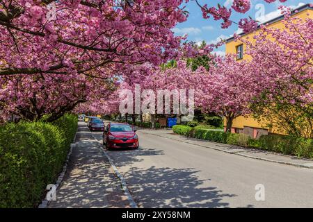 Arbres de sakura fleuris sur la rue Spindlerova à Usti nad Orlici, République tchèque Banque D'Images