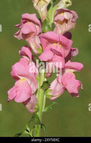 Gros plan sur les fleurs roses d'Antirrhinum majus, le snapdragon commun de la famille des Plantaginaceae. Été, août, pays-Bas Banque D'Images
