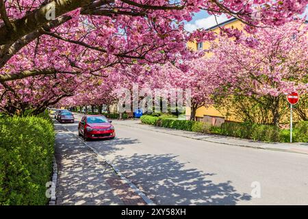 Arbres de sakura fleuris sur la rue Spindlerova à Usti nad Orlici, République tchèque Banque D'Images