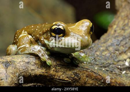 Grenouille crapaud Banque D'Images