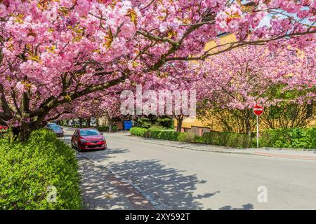 Arbres de sakura fleuris sur la rue Spindlerova à Usti nad Orlici, République tchèque Banque D'Images