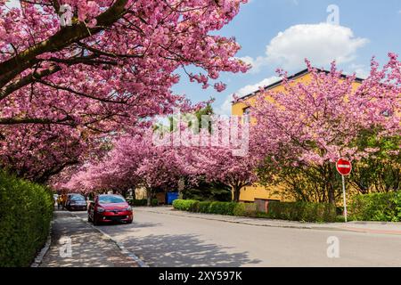 Arbres de sakura fleuris sur la rue Spindlerova à Usti nad Orlici, République tchèque Banque D'Images