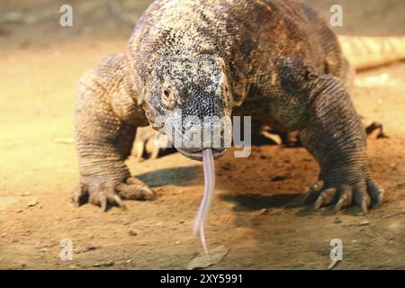 Les lézards moniteurs (Varanus) forment un genre d'environ 79 espèces de crawlers écailleux (Squamata) lézard écran est le nom commun de plusieurs grands lézards Banque D'Images