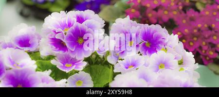 Arrière-plan coloré de vacances ou de bannière d'anniversaire avec de belles fleurs blanches et violettes de gros plan Viola ou de Pansy Banque D'Images