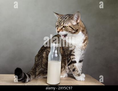 Portrait d'un chat domestique tricolore sur une table avec une bouteille de lait Banque D'Images