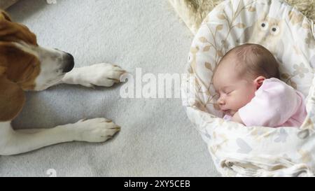 Nouveau-né avec couchage chien beagle à côté d'elle. Cute little girl une semaine. Adorable couché sur côté a couvert d'une couverture. Aucune retouche, sec nouveau-né Banque D'Images