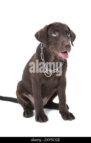 Chiot labrador chocolat sur un fond brun Banque D'Images