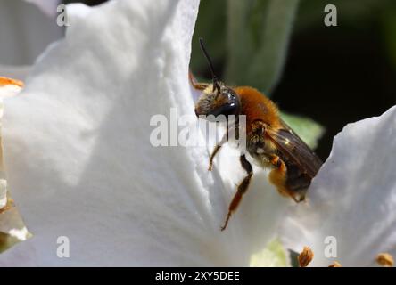 Abeille laineuse Banque D'Images