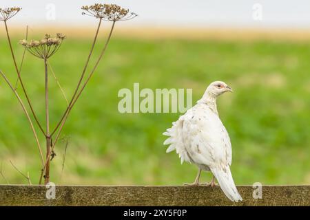 Faisan blanc ou leuciste. Nom scientifique : Phasianus colchicus. Utilisé comme oiseau marqueur, jeune, mâle, faisan blanc à col annulaire, orienté vers la droite et Banque D'Images