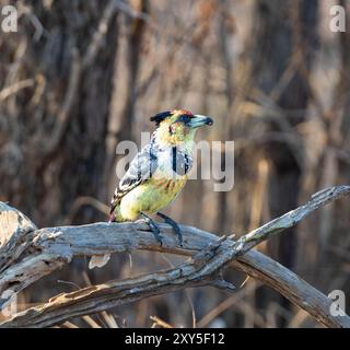 Un Barbet crêpé perché sur une branche dans la savane d'Afrique australe Banque D'Images