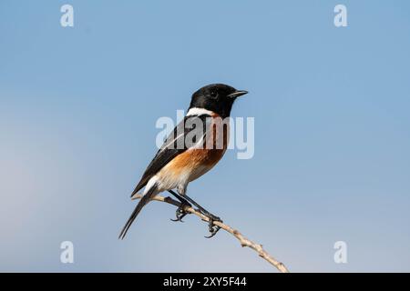 Un Stonechat africain perché sur une branche dans la savane d'Afrique australe Banque D'Images