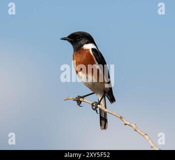 Un Stonechat africain perché sur une branche dans la savane d'Afrique australe Banque D'Images