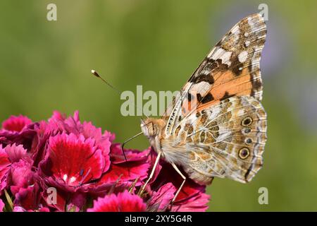 Papillon de chardon sur campion barbu Banque D'Images