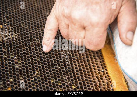 Les mains de l'apiculteur sur le fond d'un cadre avec des nids d'abeilles vides en gros plan Banque D'Images