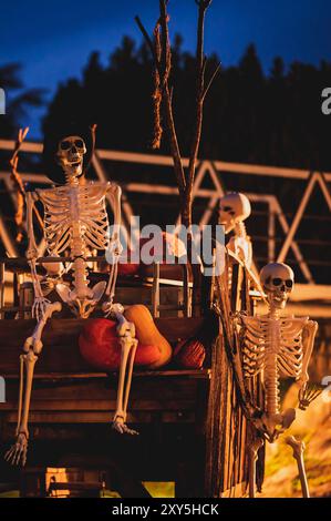 Squelette humain sur chariot en bois avec des citrouilles. Décoration d'Halloween la nuit. Banque D'Images