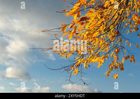 Feuilles de hêtre en automne Banque D'Images