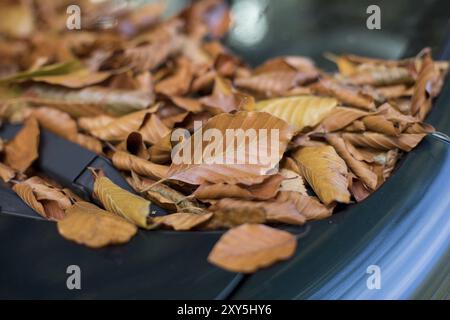 Close up de feuilles tombées sur la fenêtre d'une voiture Banque D'Images