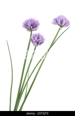 Gros plan artistique de ciboulette (Allium schoenoprasum) plante, fleurs violettes sur tiges vertes. Isolé sur blanc Banque D'Images