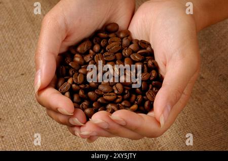 Grains de café aromatiques dans les mains féminines Banque D'Images