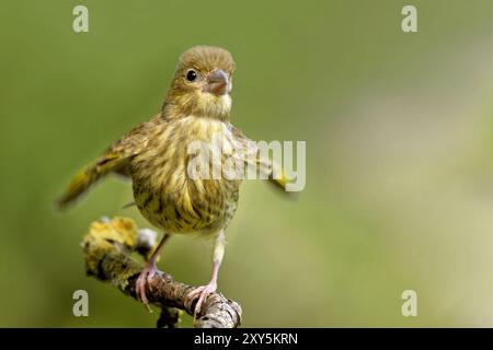 Mendiance juvénile de greenfinch Banque D'Images