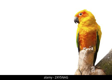 Perruche conure soleil ou soleil, jaune, vert et bleu oiseau perroquet plumes isolé sur fond blanc avec copie espace Banque D'Images