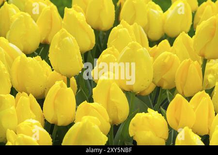 Tulipes jaunes avec des gouttes d'eau, parterre de fleurs après la pluie carte postale, fond de vacances Banque D'Images