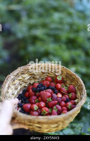 Closeup of a hand holding a straw basket with home grown freshly picked strawberries, blackberries and raspberries with green garden background Stock Photo