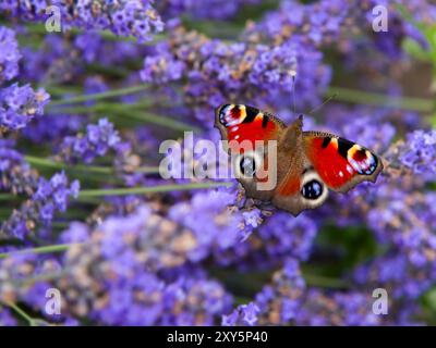 Papillon lavande paon sur quelques fleurs de lavande Banque D'Images