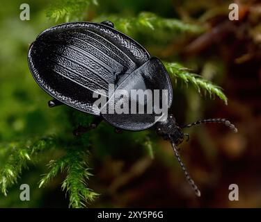 Coléoptère de l'escargot noir (Phosphuga atrata) rampant dans la mousse. Tipperary, Irlande Banque D'Images