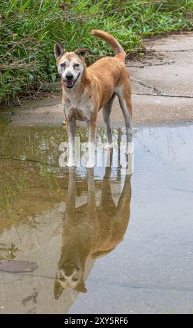 Chiens errants Banque D'Images