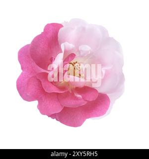 Moitié rose moitié blanc Damask Rose bicolore fleur sportive isolée sur blanc Banque D'Images